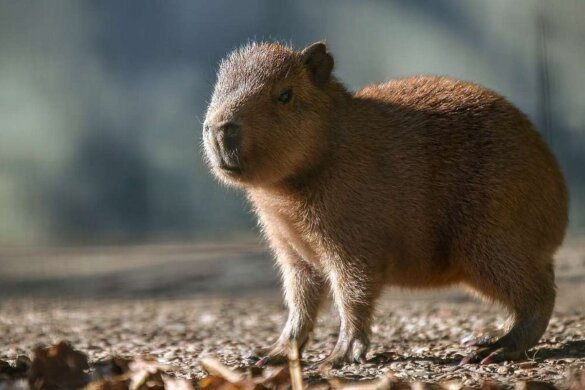 Capybara's Friendly Nature Makes It A Perfect Companion For Other 