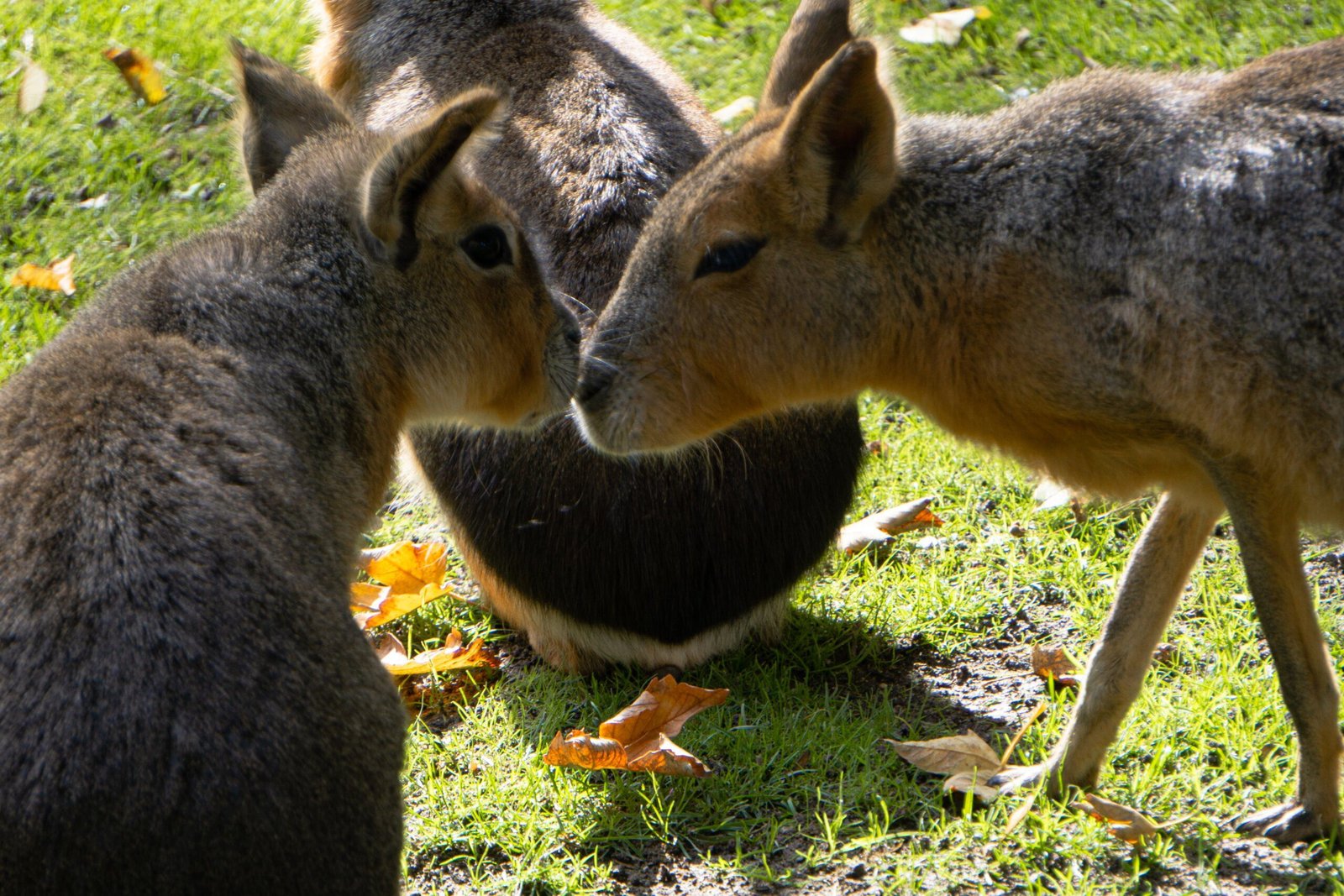 The Amazing World of Capybaras