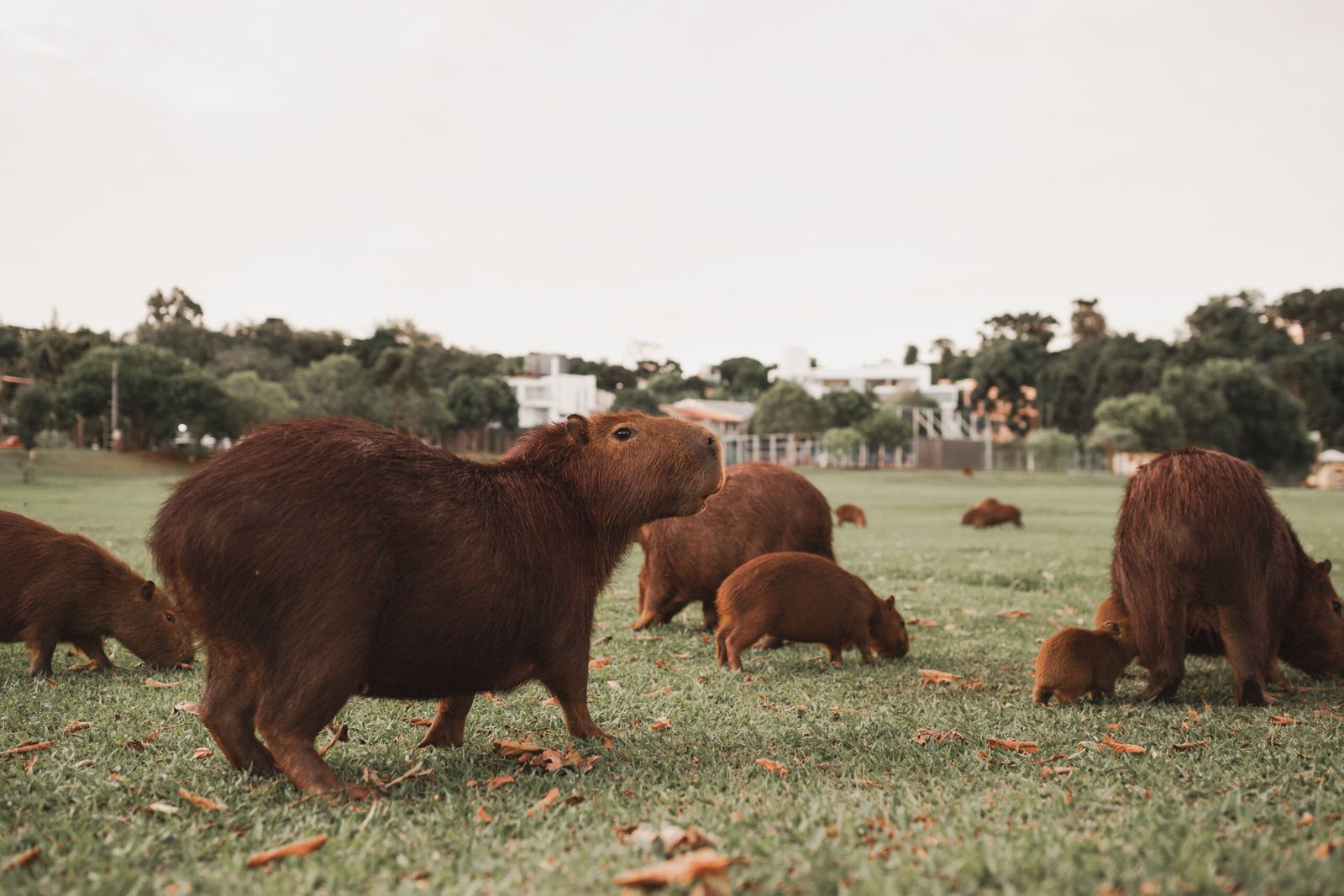 The Beloved Capybara: A Favorite Among Animals