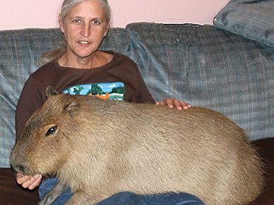 The Biggest Capybara Ever Documented