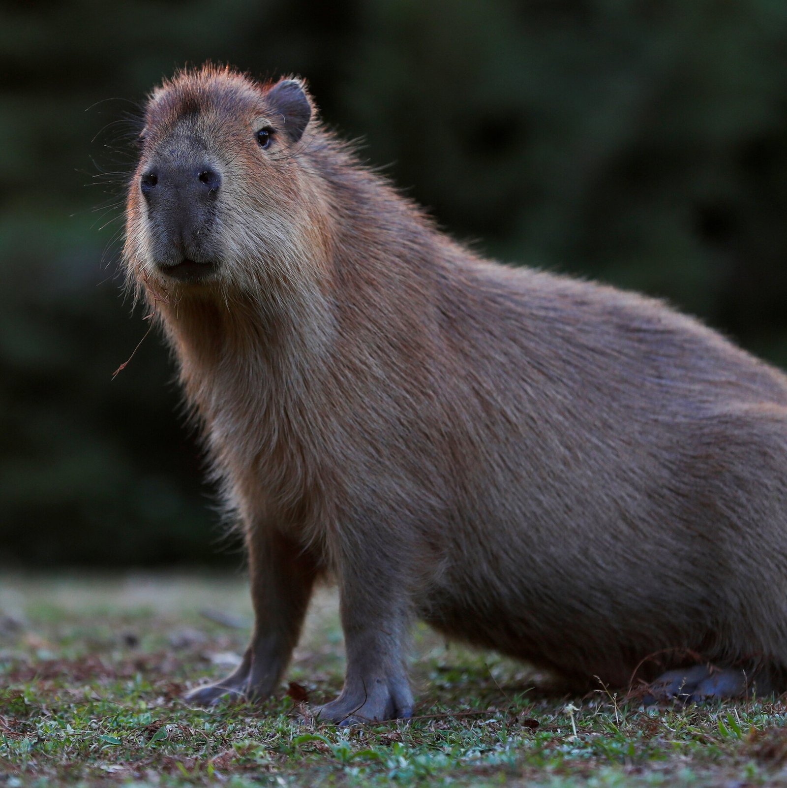 The Biggest Capybara Ever Documented