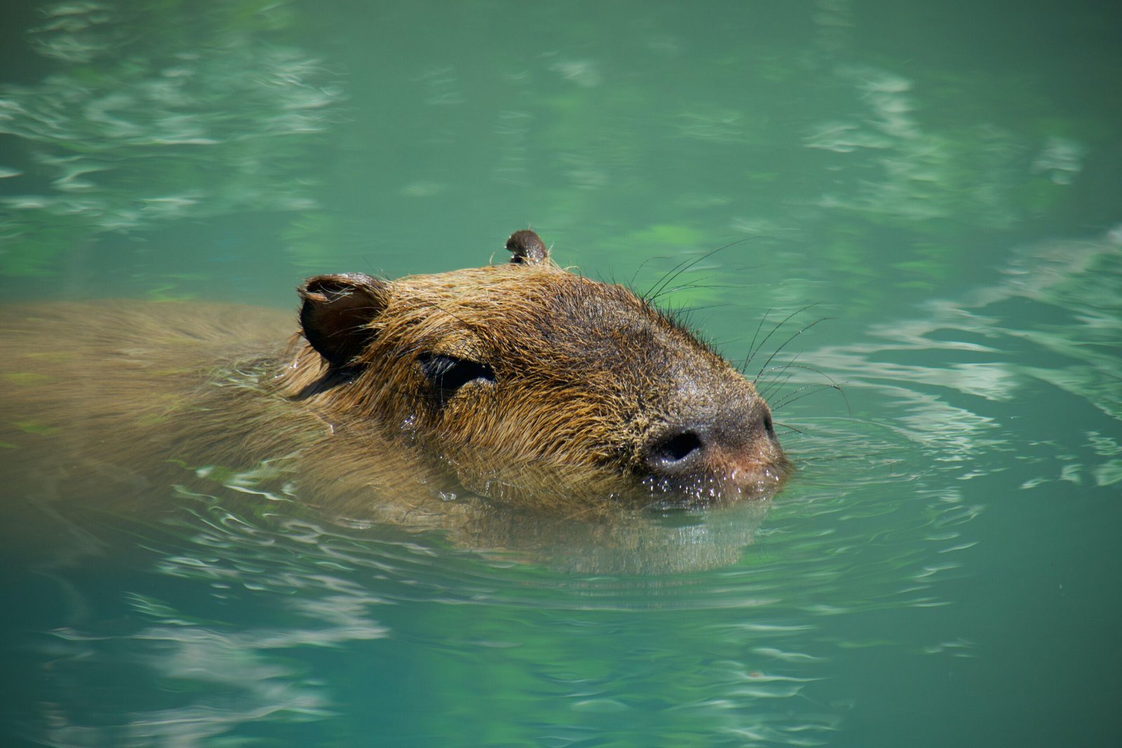 The Capybara: A Symbol of Cute and Cuddly