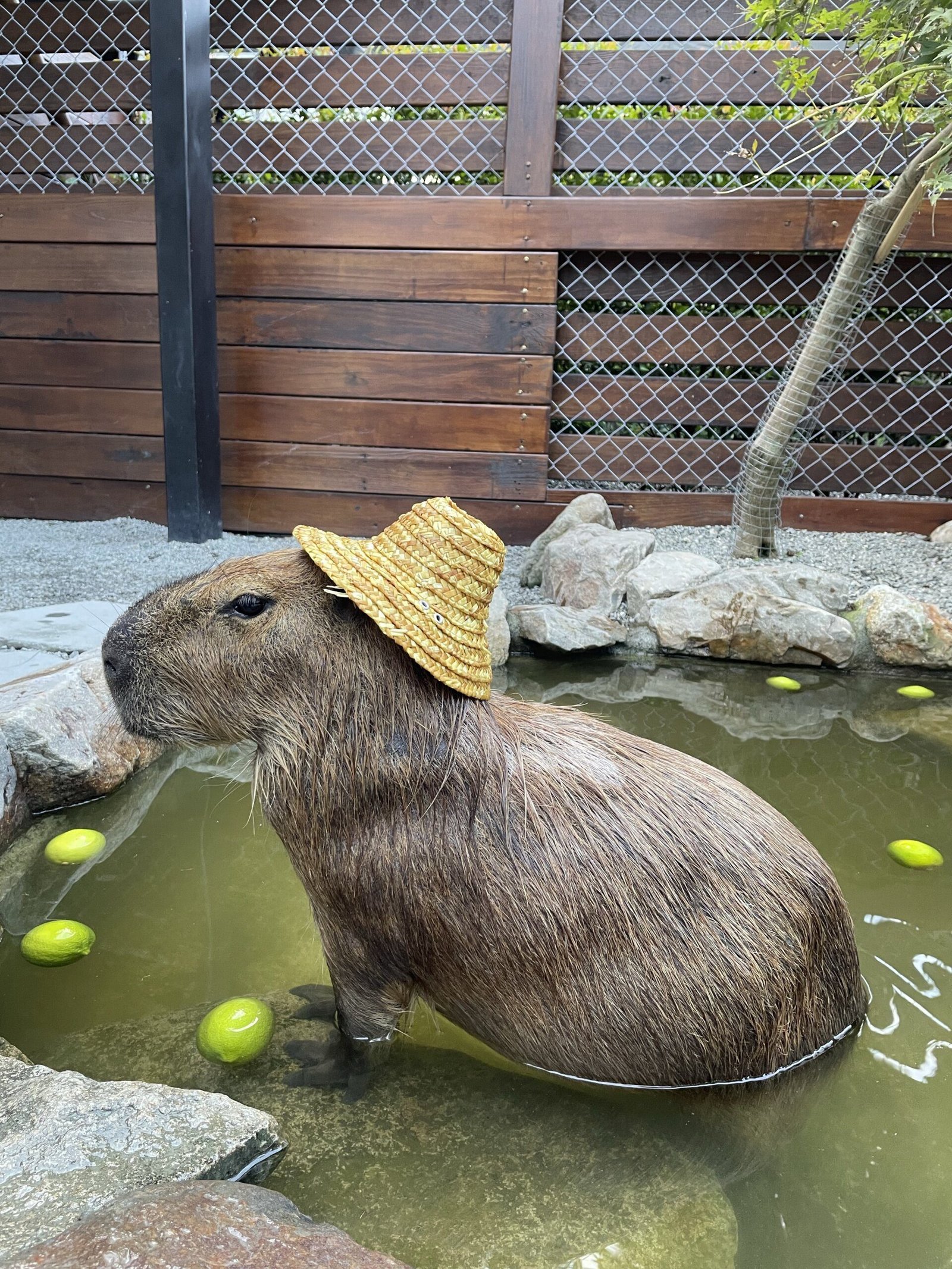 The Capybara with an Orange Crown