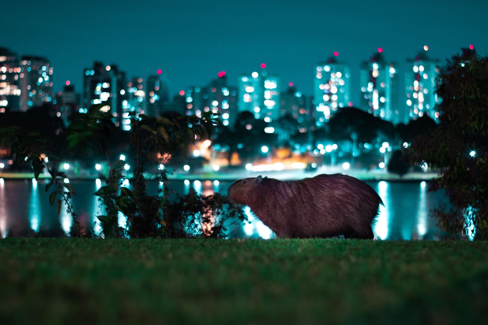 The Capybaras Visit to Santa Barbara Zoo