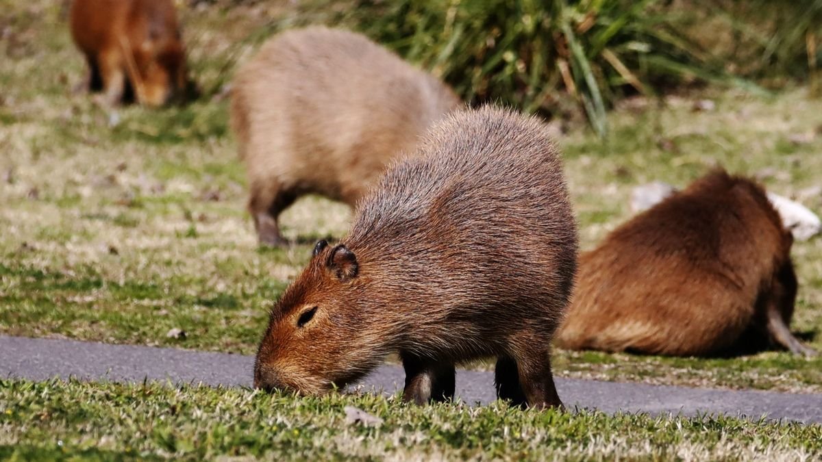 The Current Population of Capybaras