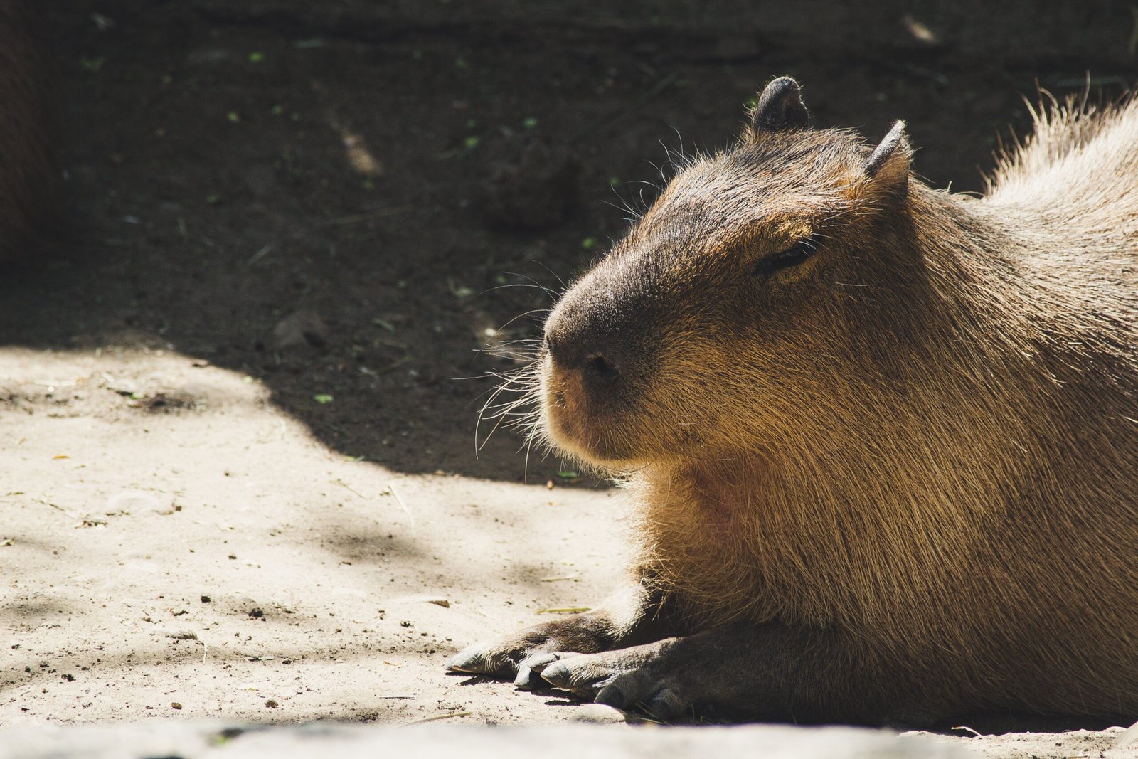 The Diet of Capybaras in the Amazon Rainforest