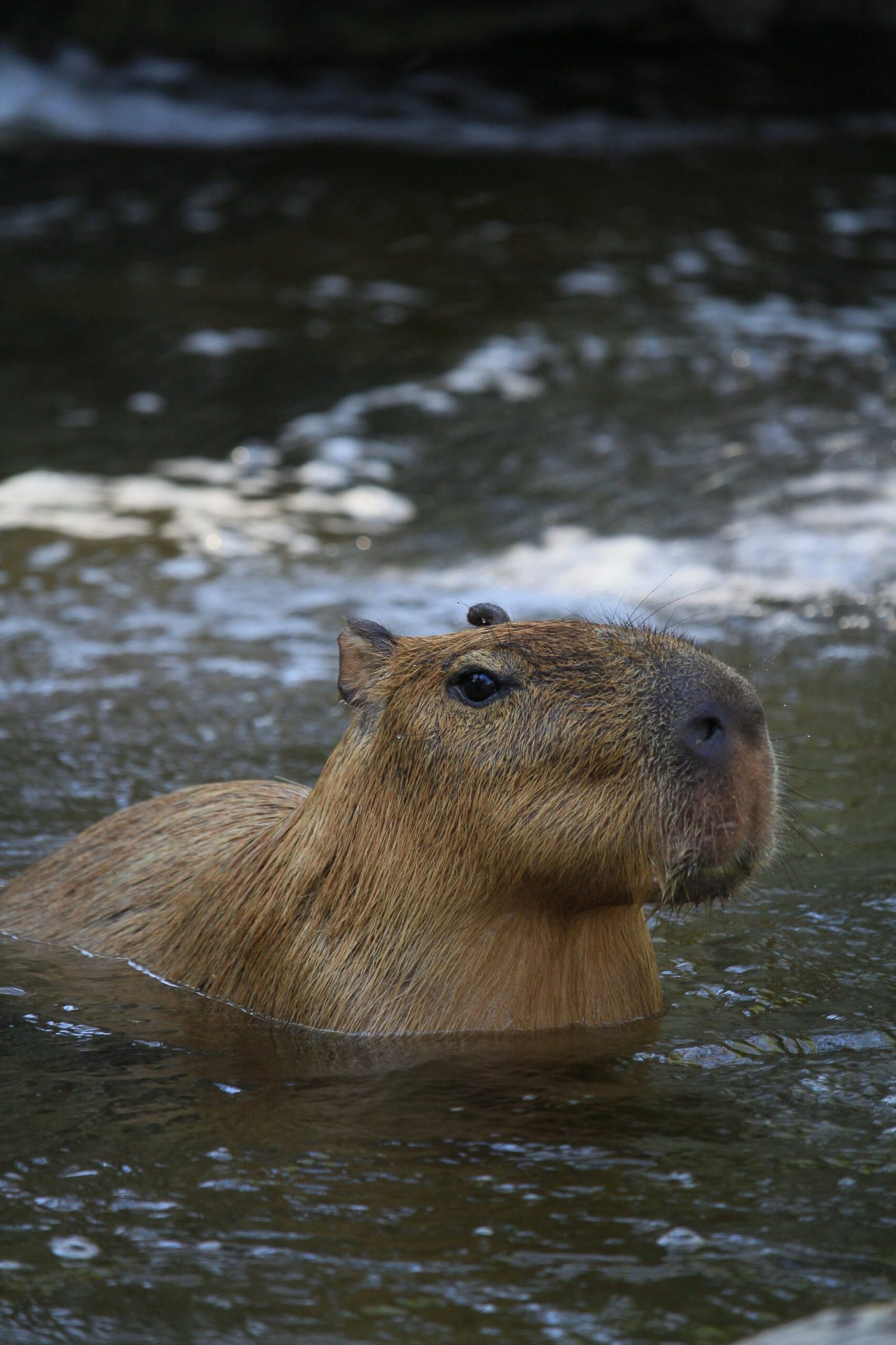 The Diet of Capybaras in the Amazon Rainforest