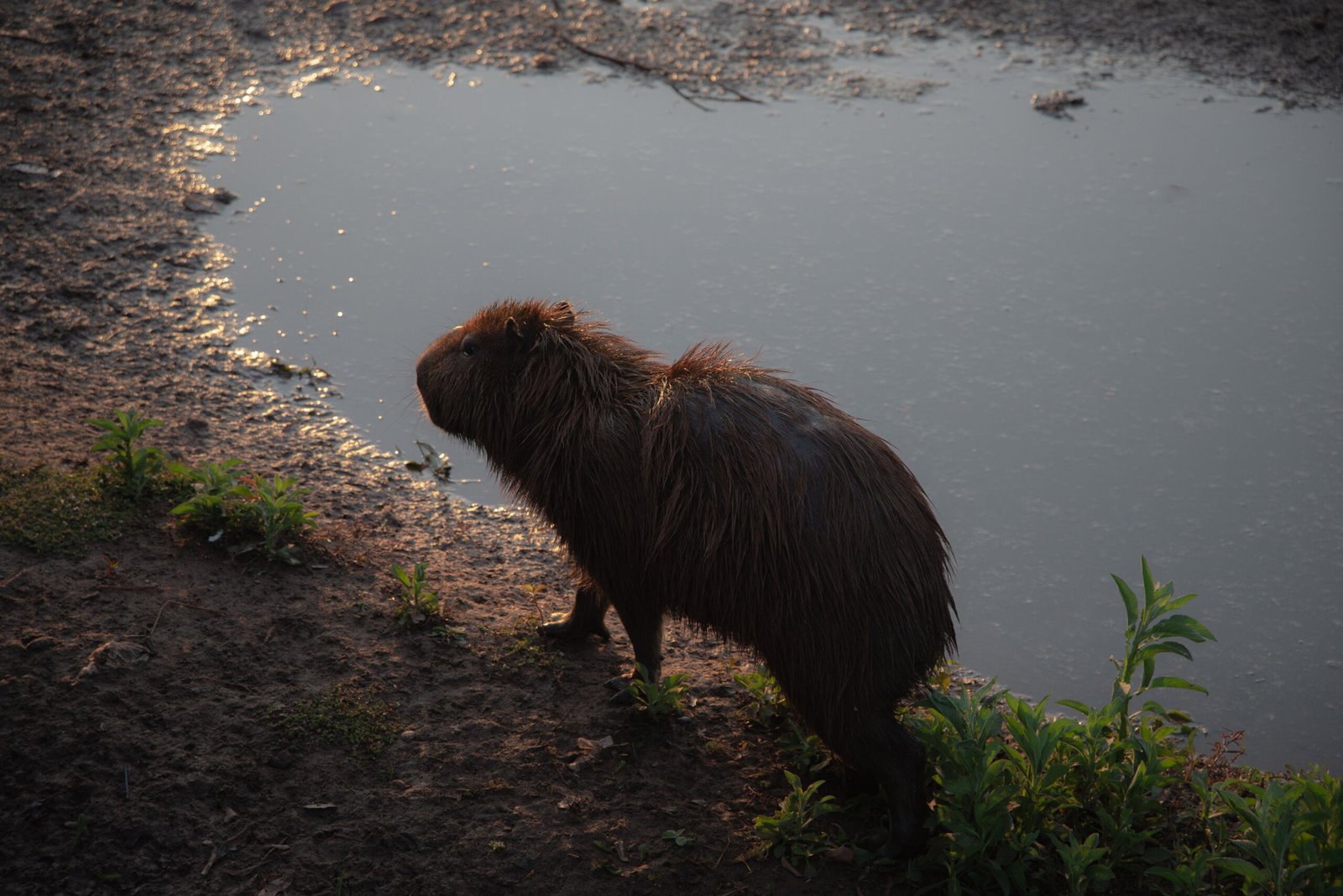 The Friendly Capybara: A Friend to All