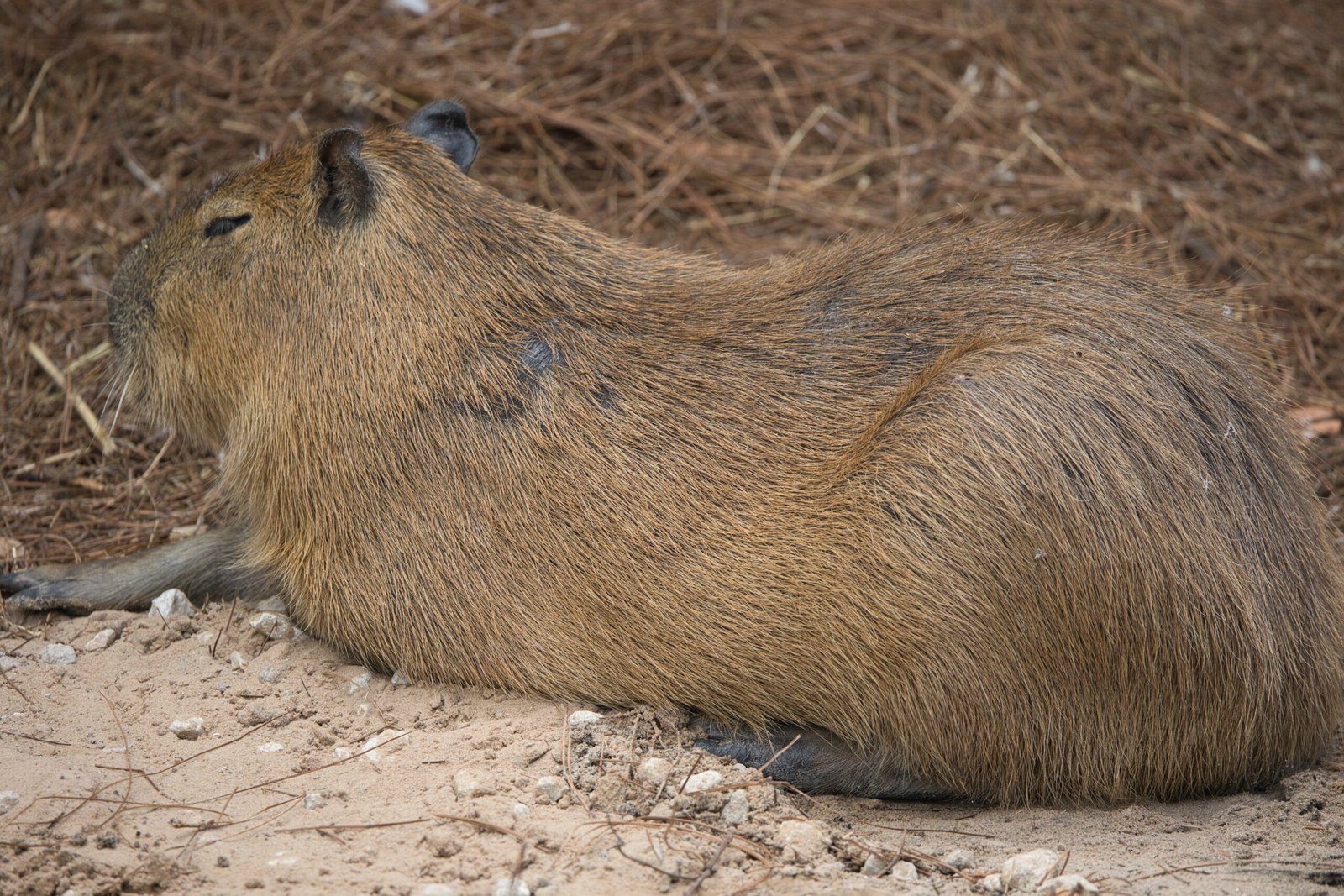 The Lifespan of Capybaras