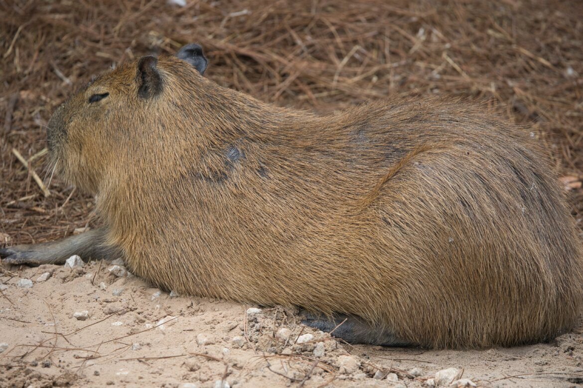 The Lifespan of Capybaras - Baby Capybara