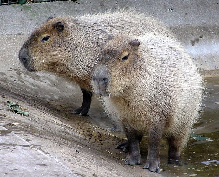 The Speed of Capybaras