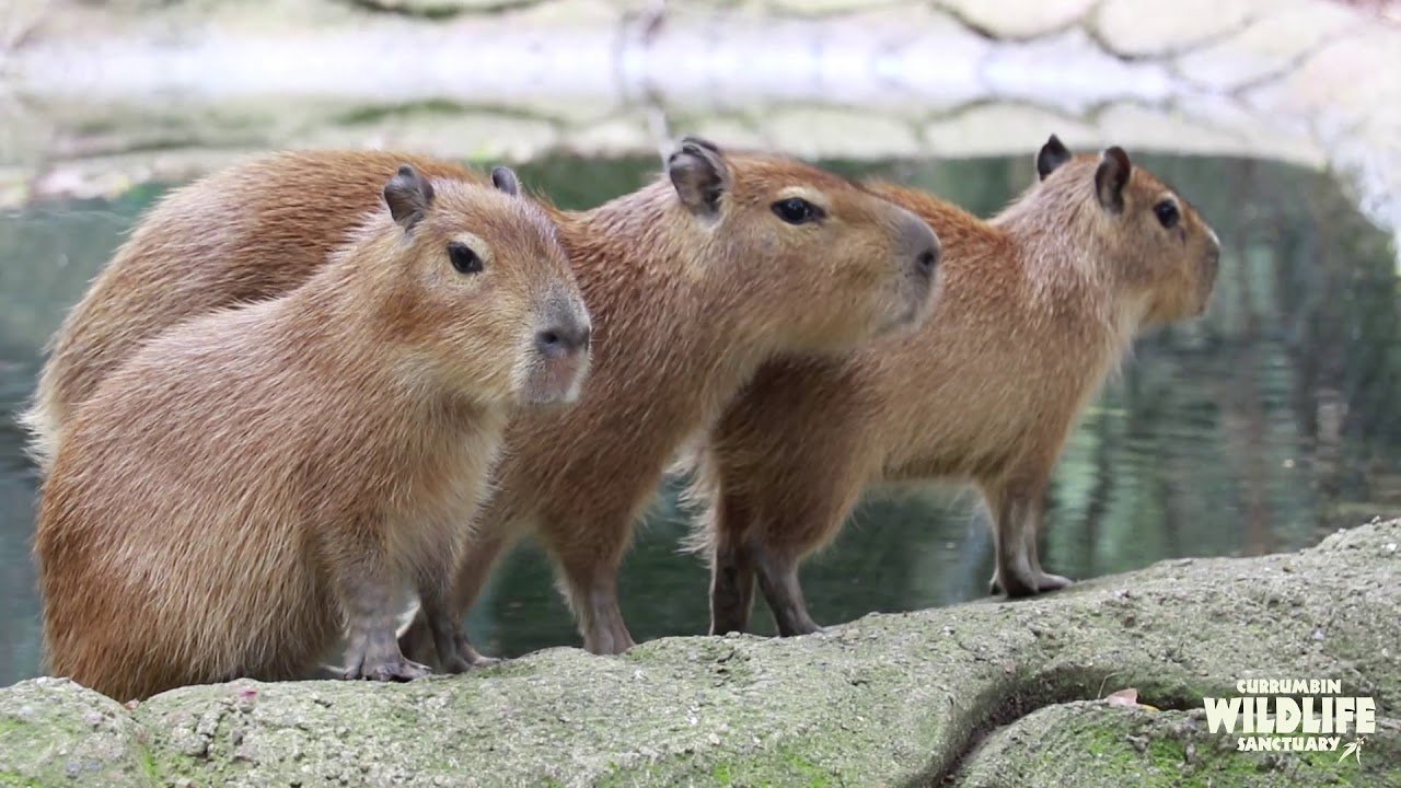 The Speed of Capybaras