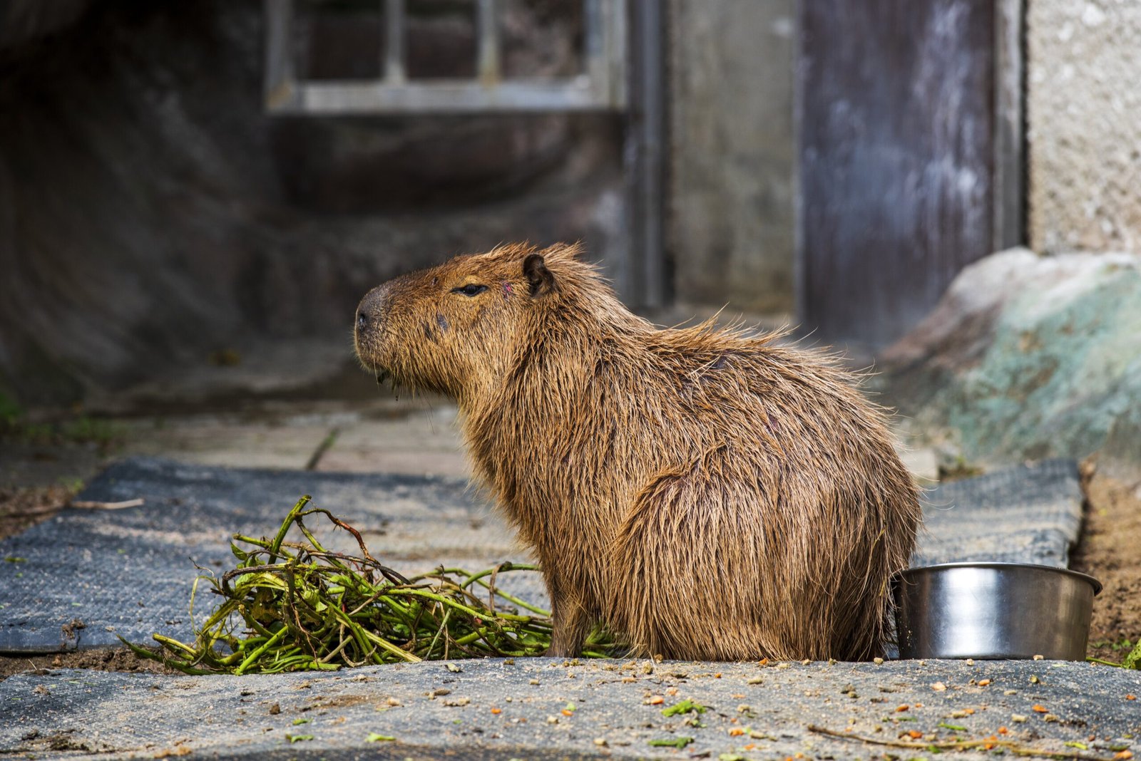 The Ultimate Capybara Rush Game