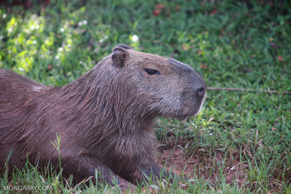 The Unique Adaptation of Capybara: No Natural Predators