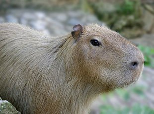 the unique adaptation of capybara no natural predators 2