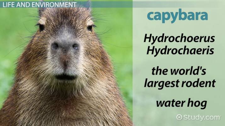 The Unique Adaptation of Capybara: No Natural Predators