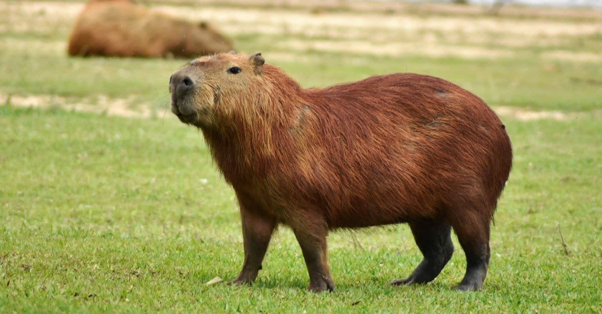 Things to Consider Before Getting a Capybara as a Pet