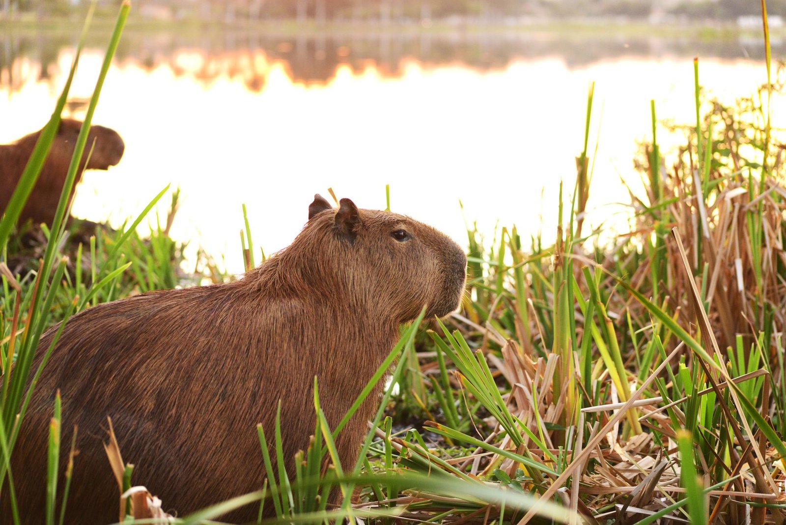 Things to Consider Before Getting a Capybara as a Pet