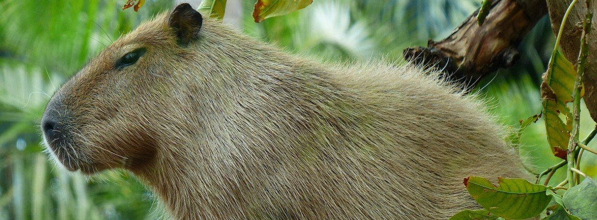 Carara National Park, Costa Rica