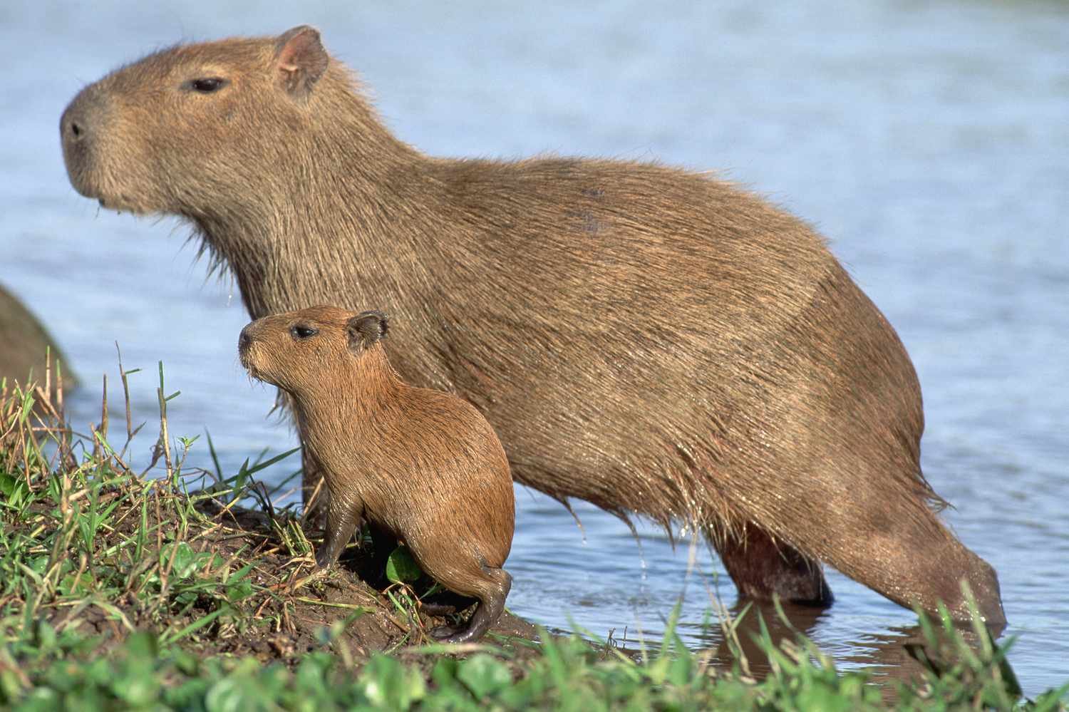 Top 10 Things Capybaras Like