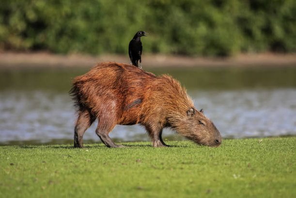 Top 10 Things Capybaras Like