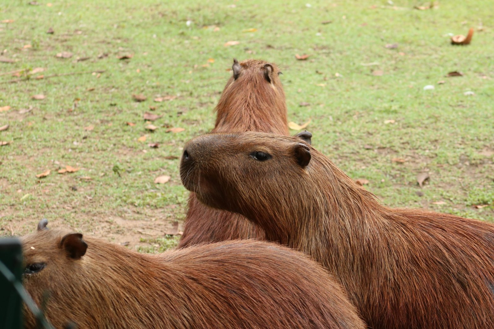 top locations to find capybaras 3 scaled