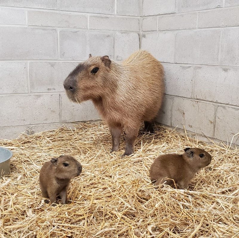 Visit the Capybara Exhibit at the New York Zoo Visit the Capybara Exhibit at the New York Zoo