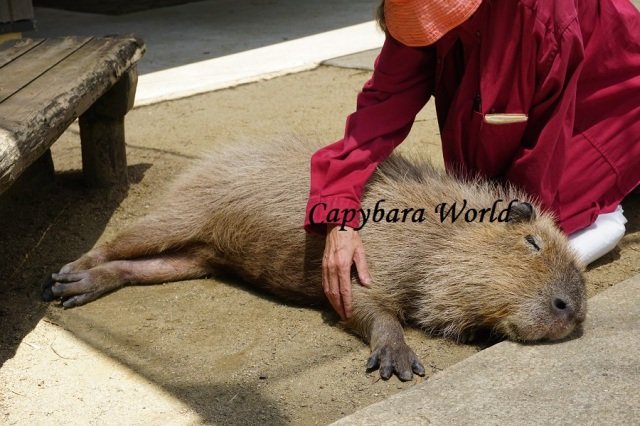 Visit the Capybara Exhibit at the New York Zoo Visit the Capybara Exhibit at the New York Zoo