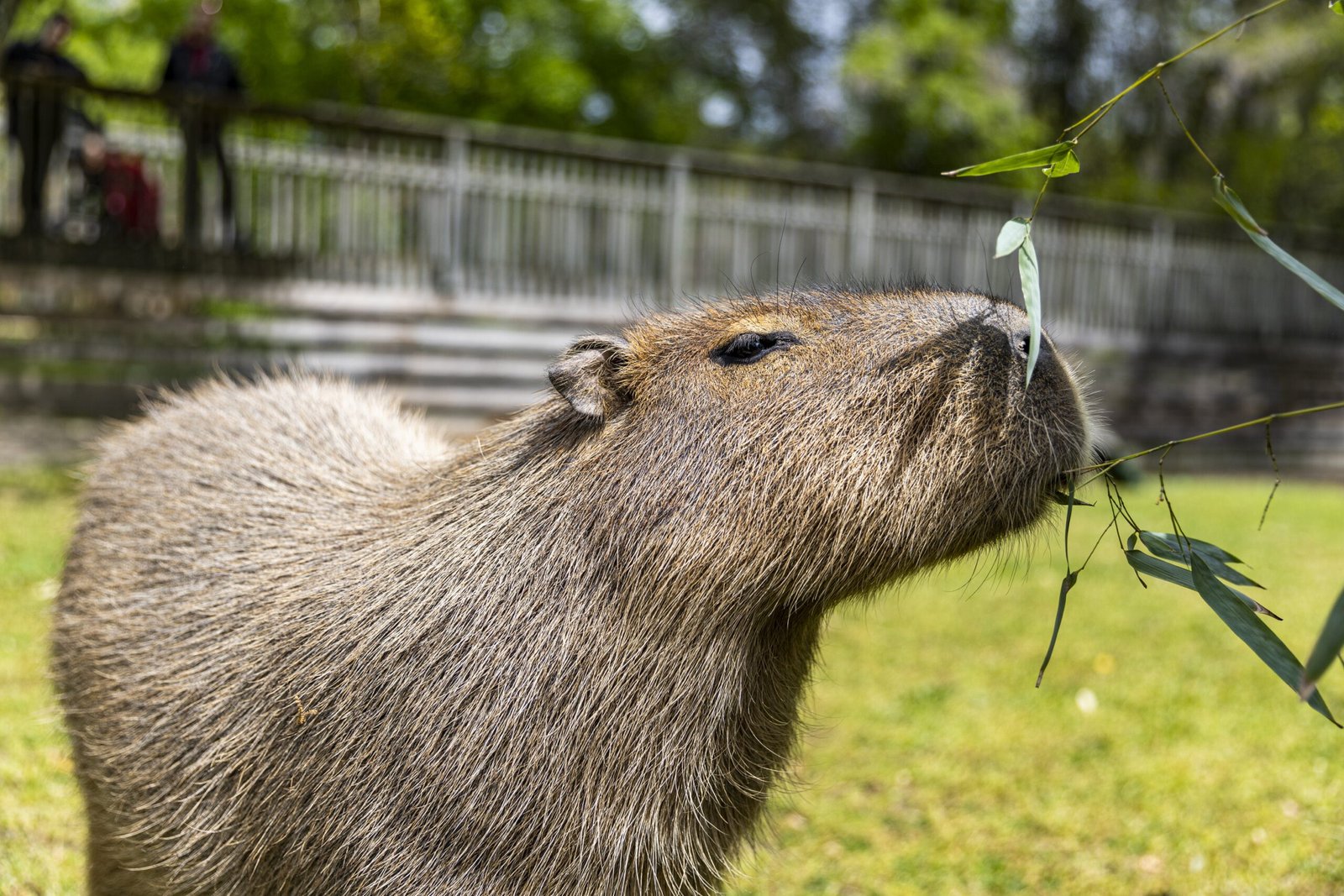 Visit the Capybara Exhibit at the New York Zoo Visit the Capybara Exhibit at the New York Zoo