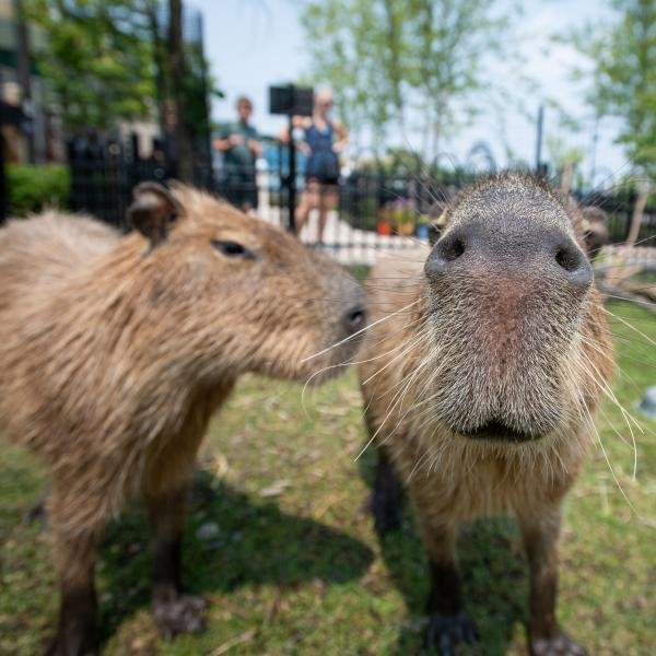 Visit the Capybara Exhibit at the New York Zoo 1 visit the capybara exhibit at the new york zoo 5