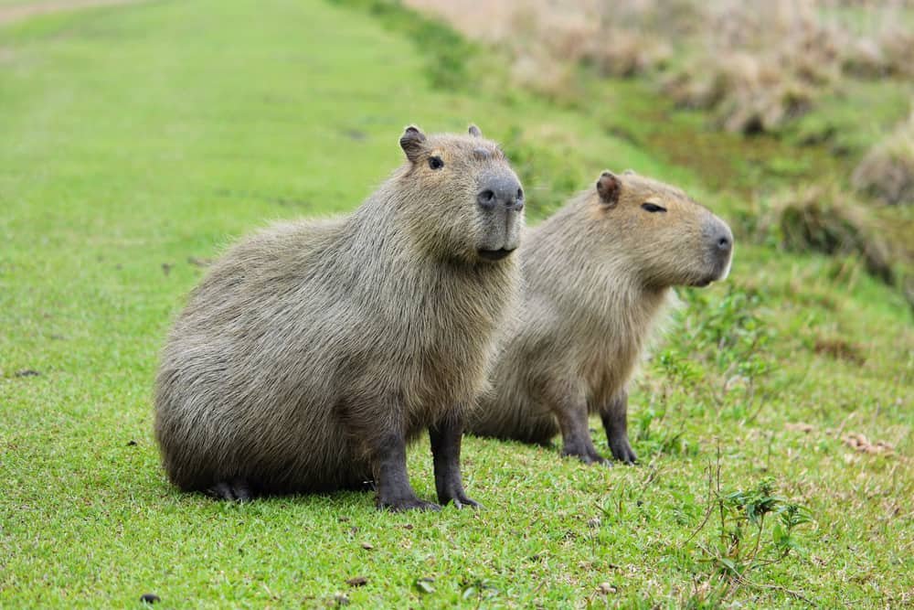 What is the Diet of Capybaras?