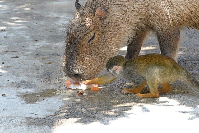 What is the Diet of Capybaras?