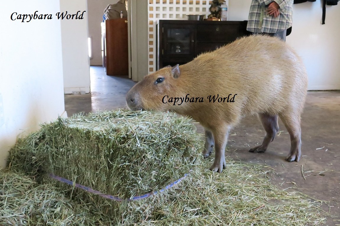 What is the Diet of Capybaras?