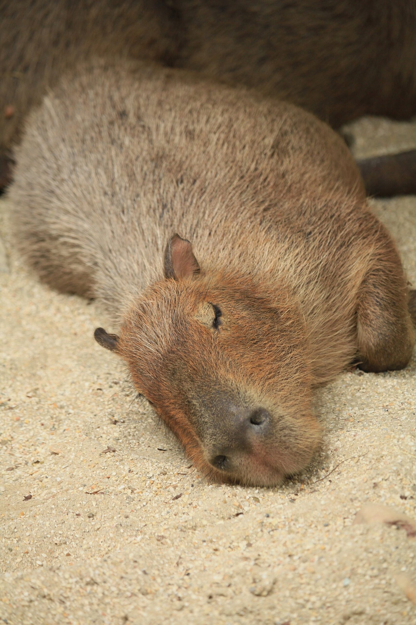 What Makes a Capybara a Worthwhile Pet?