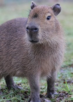 Where to Adopt a Capybara Near Me