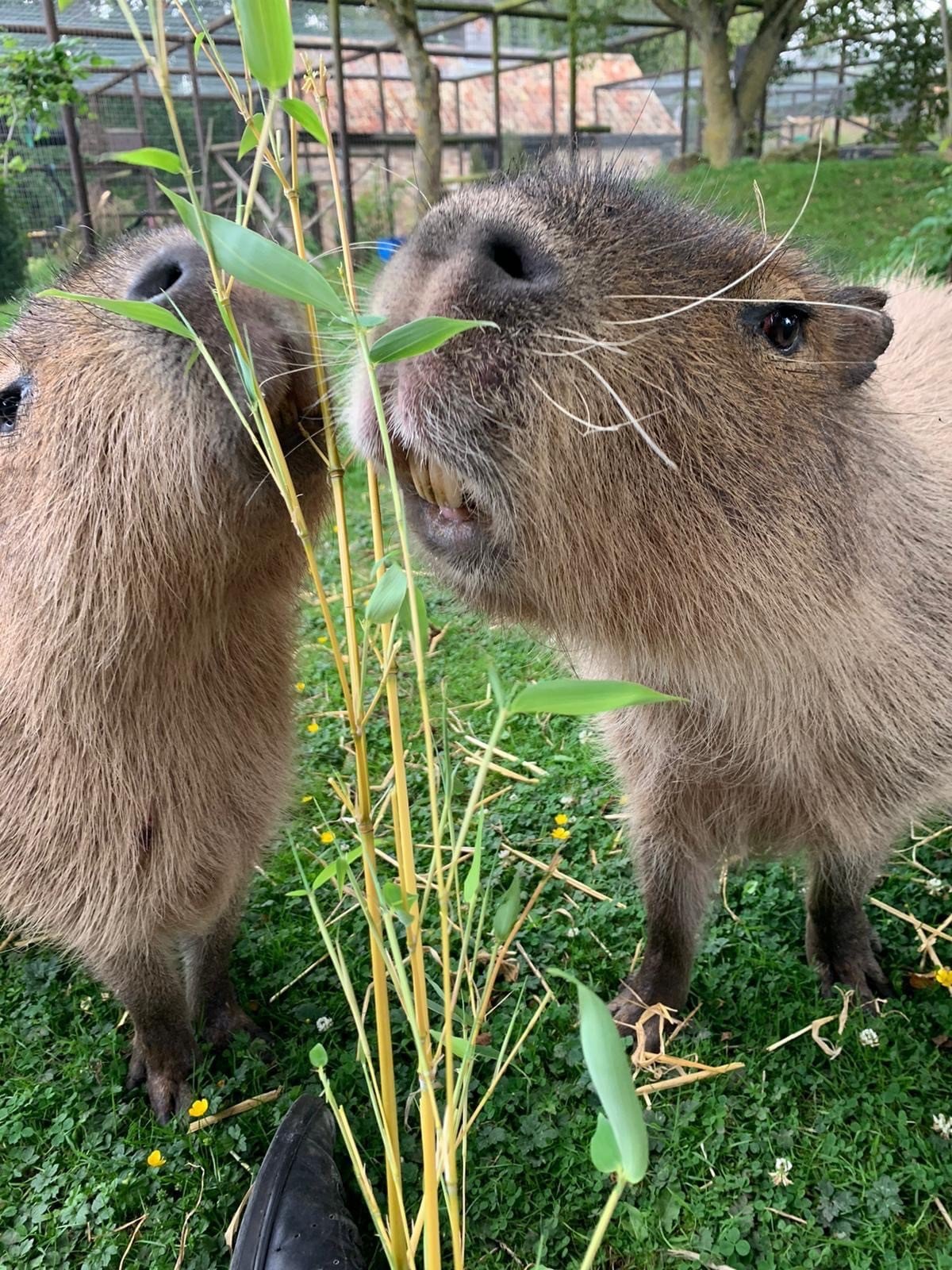 Where to Adopt a Capybara Near Me