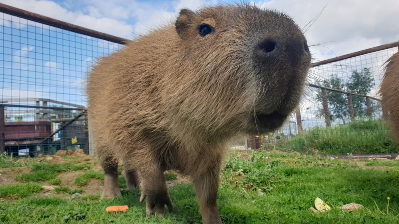 Where to Adopt a Capybara Near Me