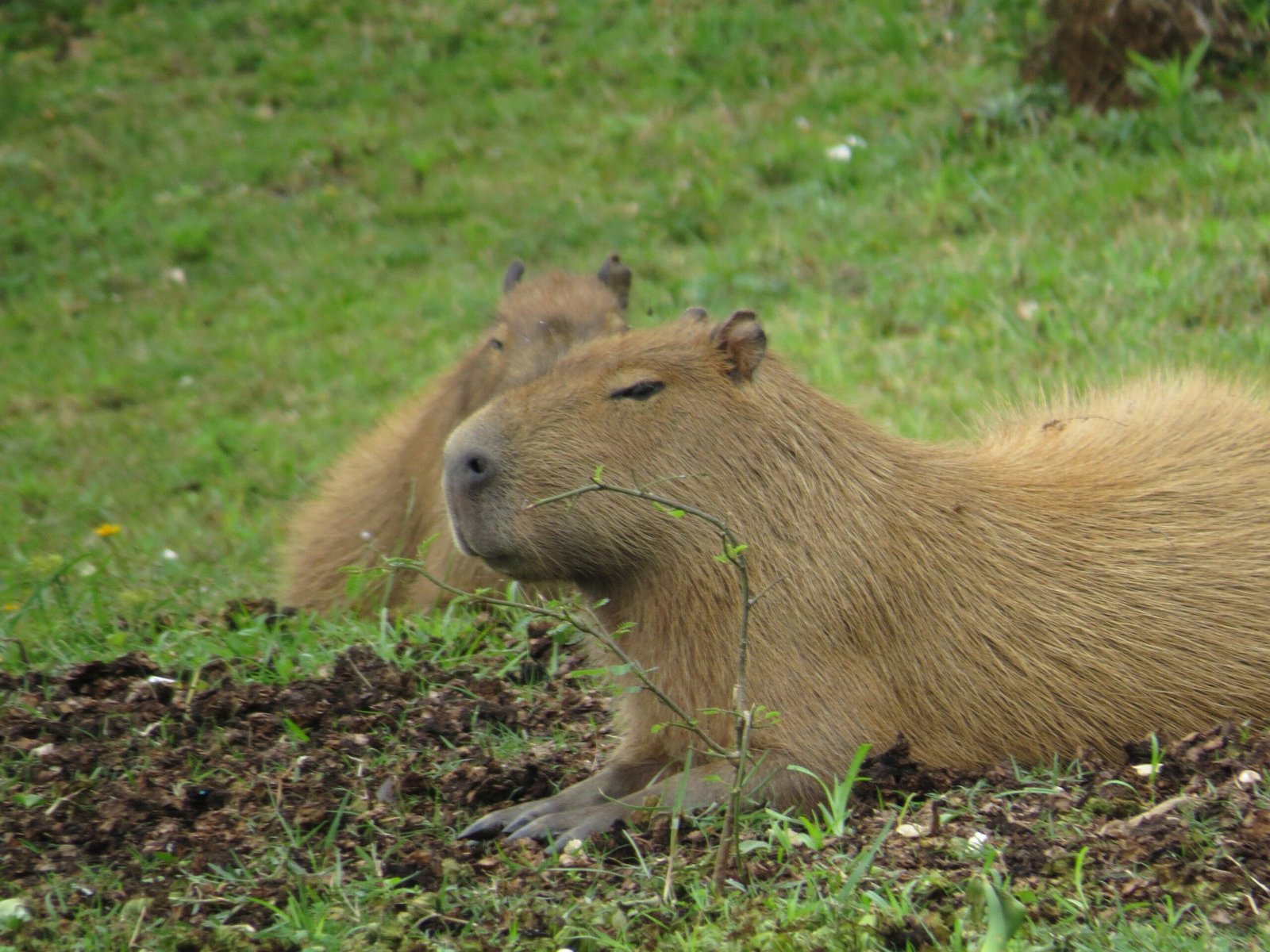 Where to Buy a Capybara