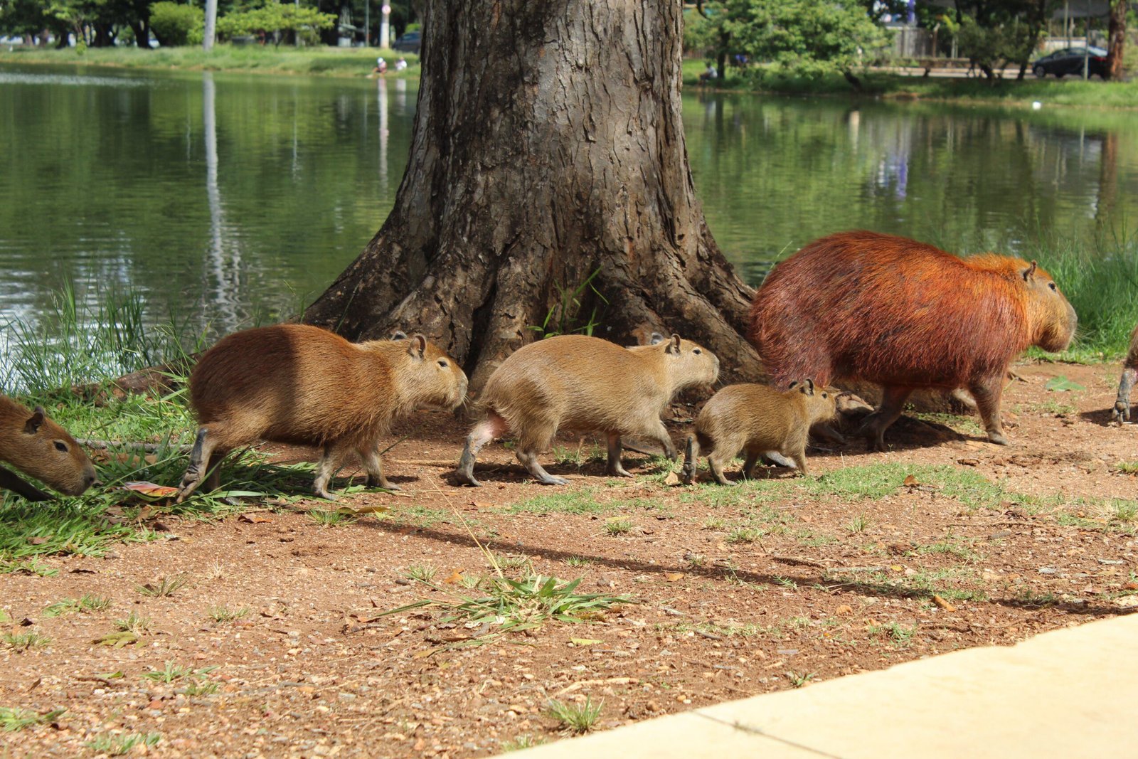 Where to Find Capybara Pets for Sale in the UK