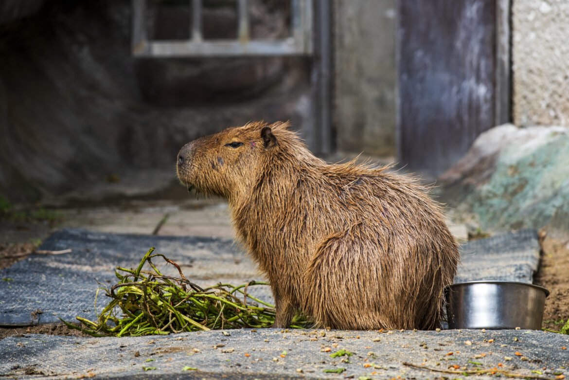 Where to Find Capybaras - Baby Capybara