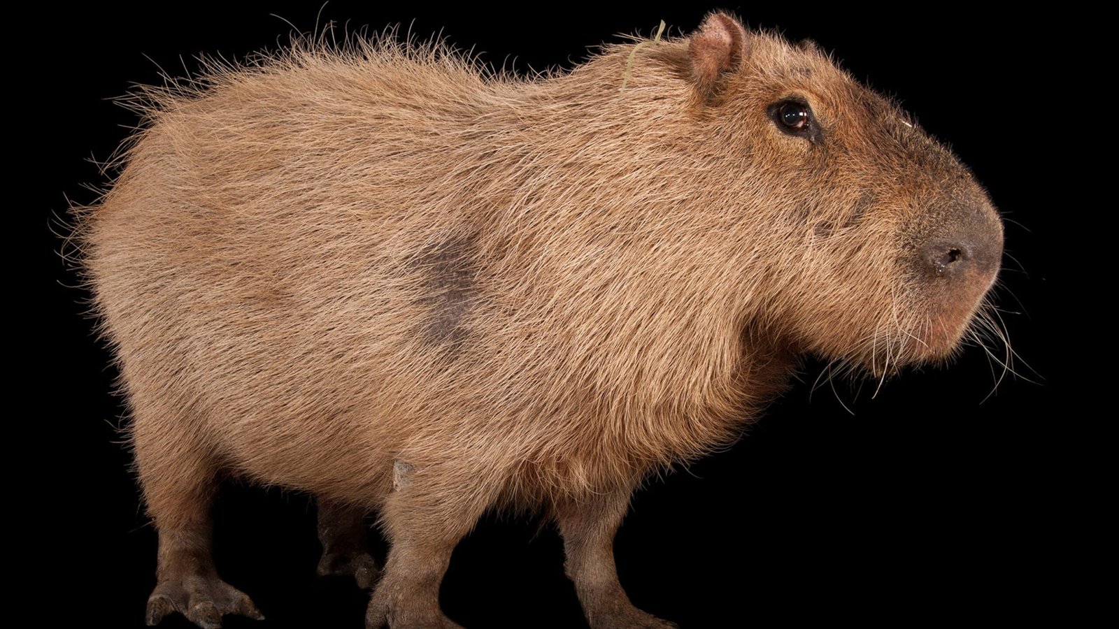 why capybara make excellent therapy animals 3 scaled