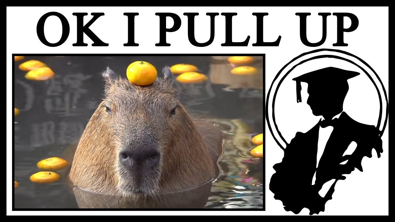 Why do Capybaras Pull Up?