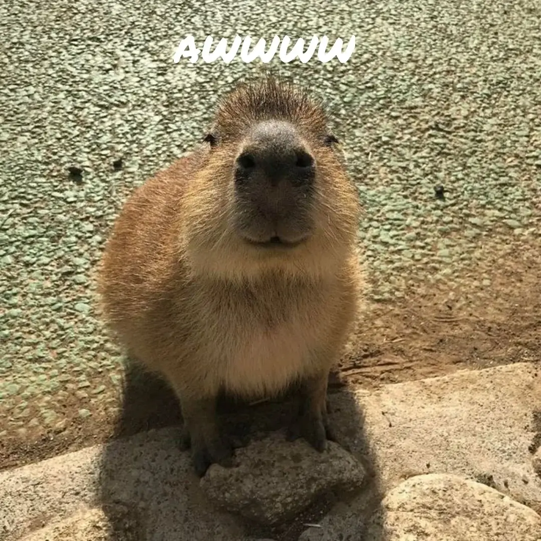 capybara cute